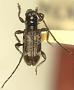 Enes luzonicus