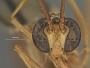 Enicospilus thetis
