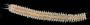 Enipo sp.