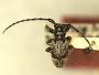 Enispia fusca