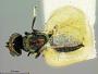 Entedon aphidiphagus