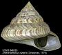 Entemnotrochus rumphii