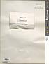 Entophysalis crustacea (J. Agardh) F.E. Drouet & W.A. Daily