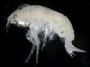 Eobrolgus sp.