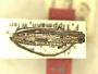 Eohyllisia strandi