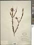 Epacris grandiflora Willd.