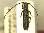 Epectasis grossepunctata