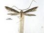 Epicephala spinula