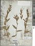 Epilobium ciliatum Raf. subsp. ciliatum
