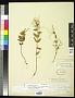Epilobium ciliatum Raf. subsp. ciliatum