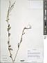 Epilobium sp.