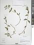 Epilobium sp.
