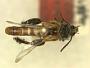 Epimelitta acutipennis