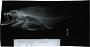 Epinephelus mystacinus