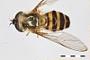 Epistrophe carmichaeli