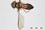 Episyrphus meliscaevoides