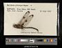 Epitheca princeps