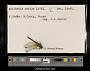 Epithemis mariae