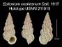 Epitonium cookeanum