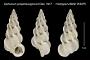 Epitonium propehexagonum