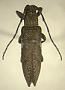Epopea orientalis