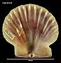 Equichlamys bifrons