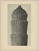 Equisetum hiemale