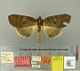 Eragisa nox