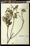 Eremanthus sp.