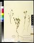 Eriastrum sp.