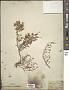 Erica procumbens Lodd.