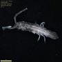 Erichsonella filiformis