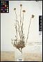 Erigeron argentatus A. Gray