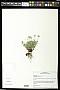 Erigeron elegantulus Greene