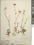 Erigeron philadelphicus L.