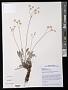 Eriogonum strictum Benth.