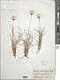 Eriophorum scheuchzeri Hoppe