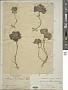 Eriophyton rhomboideum (Benth.) Ryding