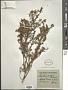 Eriostemon gracile Graham