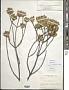 Erithalis fruticosa L.