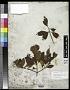 Erithalis parviflora Griseb.
