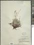 Eritrichium pectinatum (Pall.) DC.