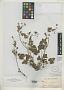 Erodium texanum A. Gray