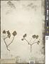 Erodium texanum A. Gray