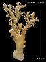 Errinopora nanneca