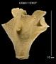Errinopora undulata
