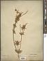 Eryngium planum L.