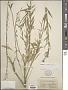 Erysimum cheiranthoides L.