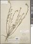 Erysimum inconspicuum (S. Watson) MacMill.