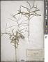Erysimum repandum L.
